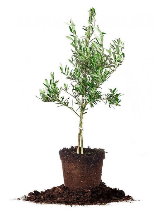 Best Gift For Cook Olive Tree